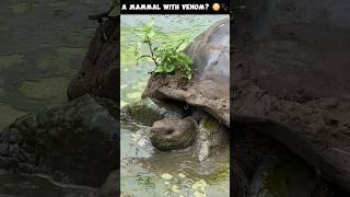 The Surprising Danger of the Platypus! ️