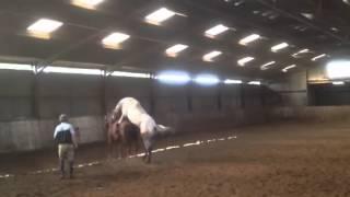 Appaloosa Stallion mating / covering a Irish sports horse mare