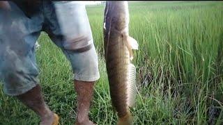 Cambodian Traditional Rod Fishing Get More Big Fish/Fishing Videos - PU MENG Fishing