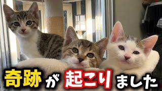 こんな事ってある⁈子猫に奇跡が起こりました