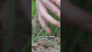 60 Seconds of Organic Pest Control Fun!  #gardening #plants #story #pestcontrol