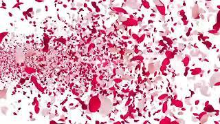 "Magical Rose Petals Falling from the Sky | Mesmerizing Aesthetic Visuals | VMC Creation Network"