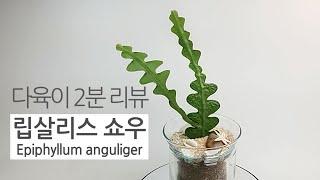 다육이 2분 리뷰. 립살리스 쇼우 Epiphyllum anguliger(생선뼈 선인장) succulents/多肉植物/たにくしょくぶつ 278화 #해맑은TV