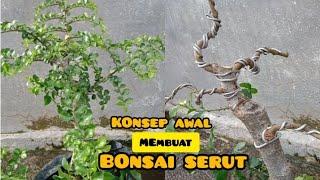 Cara membuat bonsai serut dari awal || Streblus Asper || KYLA Bonsai