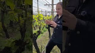 ОБЛОМКА АНОНС ВИДЕО#shorts #tiktok #сад #садоводничество #новости #юмор#сельскоехозяйство #БИЗНЕС