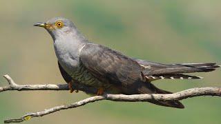 Cuckoo vs Black-headed bunting - Lesser Caucasus | Film Studio Aves