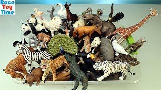 Huge Toy Zoo Wild Animals Collection - Learn Animal Names For Kids