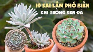 10 SAI LẦM PHỔ BIẾN KHI TRỒNG SEN ĐÁ| These things kill your sucuclents| 多肉植物| 다육이들 | Suculentas