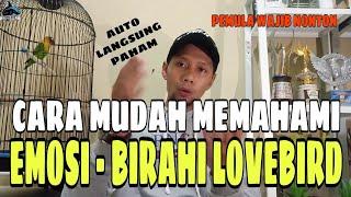 CARA MUDAH MEMAHAMI EMOSI DAN BIRAHI LOVEBIRD FIGHTER