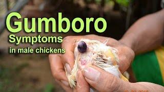 Gumboro Disease, IBD Symptoms in Chicken, POULTRY DISEASES