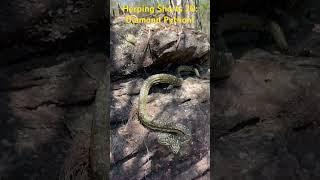 Back in Australia! Got to release this diamond python (Morelia s. spilota) back into the wild.