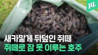 침대에도, 곡물 창고에도, 하늘에서도...쥐떼에 몸서리치는 호주 근황 / 14F