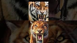 tiger vs smilodon vs mamoth ,elephant ,mammoth,dire wolf,rhino ,elasmotherium,short faced bear,etc