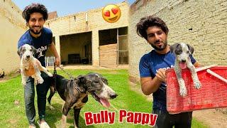 Bully Dog Rocky Ka Pappy Mini Zoo Main Agea  Surprise