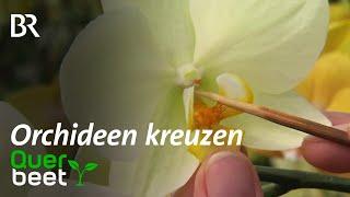 Orchideen kreuzen