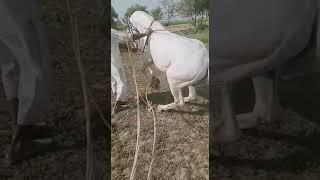 #horse #horsefarm #horselover #horseforsale #nukra #horsemandi #horseinpunjab #horses #subscribe