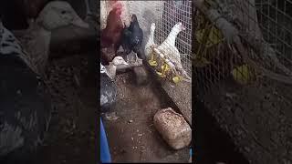 #shorts-уха из петуха