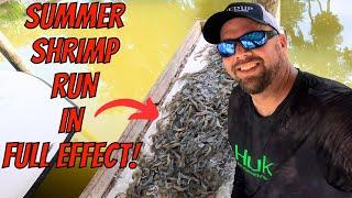 SUMMER SHRIMP RUN IS CRANKING UP!!!   Throwing Castnets For Shrimp In Daytona Beach Florida