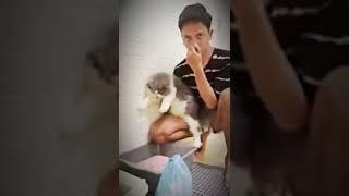 Kak Ridho merawat Kucingnya || jangan lupa Subscribe Chanelnya Ridho Hanif atau Kucing Cemara#Shorts