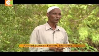 A Mandera farmer turns arid land into fertile farm, records bumper harvest