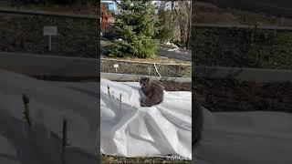 Поставил два новых компоста.Новый котёнок Уголёк, еще не привык к рукам, но уже не боится.