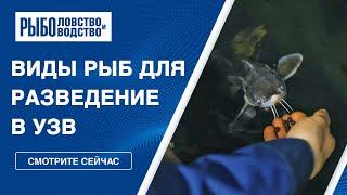 Виды рыб для разведения в УЗВ:  что необходимо знать для запуска рыбоводного бизнеса