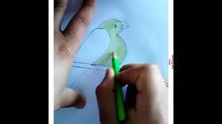 parrot drawing#easy drawing#drawing with haya#google search##cute parrot #shorts