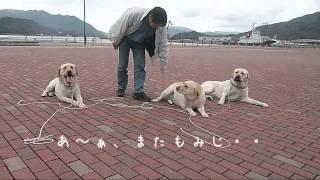 【ラブラドールLabrador もみじの成長記録】警察犬訓練士によるしつけ　マテ編