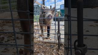 Our "not so little" anymore piggies #pigfarmvideo#farming #raisingpigs#farmlife #fall #cuteanimals