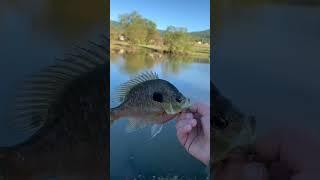 rock climbing  #fishing #shorts #fishermen