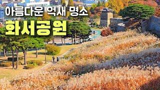 유네스코 세계문화유산을 더 멋지게 꾸며준 화서공원 억새밭. #수원여행 #억새밭 #수원화성