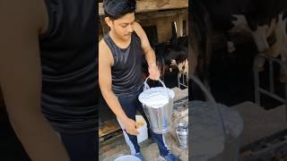 Calcium  पिलाओ Doodh  बढ़ाओ  #ytshorts #feed #funny #trending #smartfarming  #dairyfarm