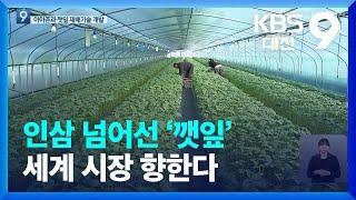 인삼보다 깻잎이 더 효자…아마존과 스마트팜도 개발 / KBS  2022.01.14.