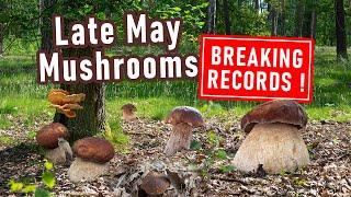 RECORD-BREAKING Mushroom Hunting in May - First ceps - Boletus edulis, Boletus reticulatus - Porcini