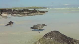 Lavagull - Galapagos Island