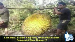 Luar Biasa..!! Durian King Kong, Ukuran Buah Durian Raksasa ini Diluar Dugaan..!!