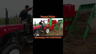 Harvesting Peanuts Like Magic: Peanut Picker Machine in Action!#peanut #groundnut