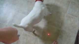 Laser Chasing Puppy