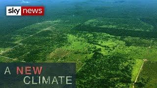 The threat to the Amazon rainforest l A New Climate