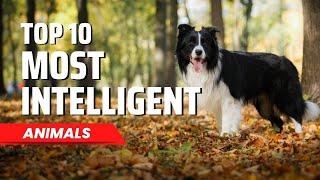 Top 10 Most Intelligent Animals | Factswow