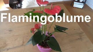 Flamingoblume pflegen gießen vermehren düngen Standort Anthurium Anthurie Pflegetipps