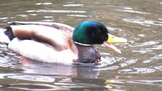 Mallard Duck Whistling Courtship Call | Duck Sounds