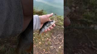 Ловля окуня с дальних дистанций #рыбалка #спиннинг #окунь