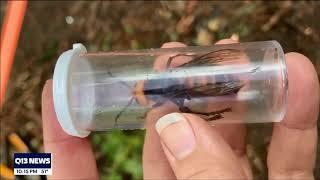 Asian Giant Hornet trapped on the RESCUE! TrapStik