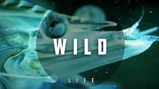 Stylish Epic Video Music | Wild Nature Video Music ROYALTY FREE | Empire of Freedom by MUSIC4VIDEO
