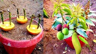 Amazing Technique Propagation Mango Tree Cutting In Orange Fruit Unique Skill