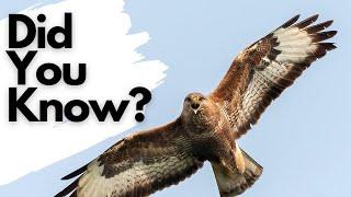 Things you need to know about BUZZARDS!