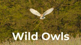 How to Photograph Wild Owls