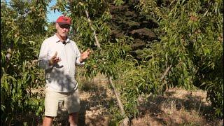 Pruning Peaches to the Perpendicular "V" Form