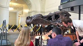 T. rex SUE skull (FMNH PR 2081) - time lapse of WitmerLab work